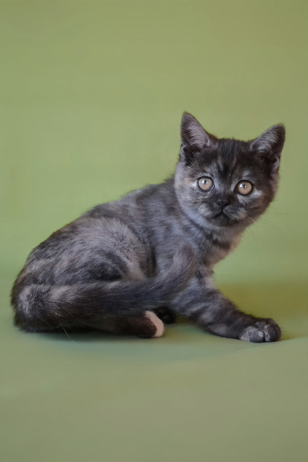 Sonya | Scottish Straight Kitten