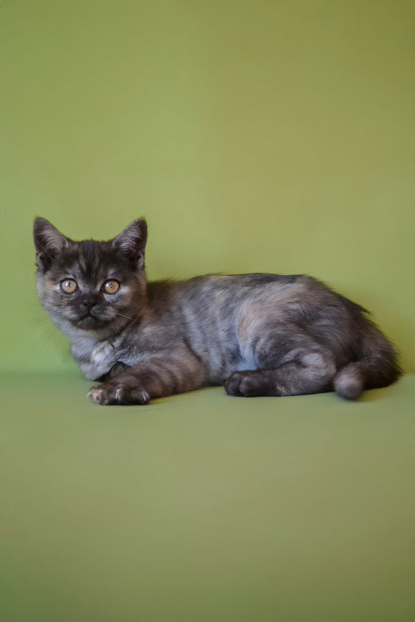 Sonya | Scottish Straight Kitten
