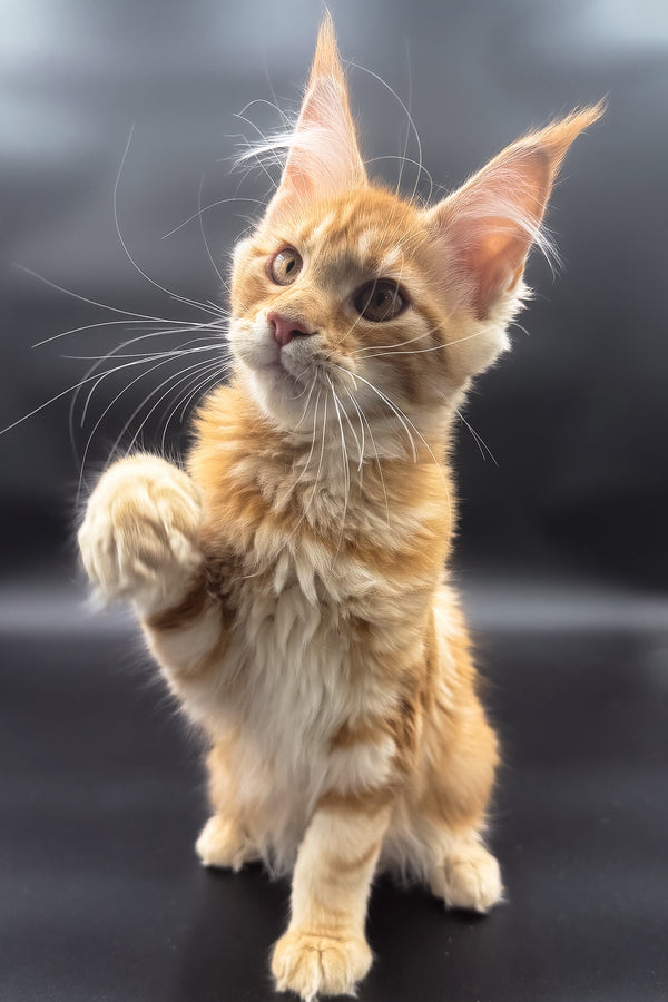 Stasia | Maine Coon Kitten
