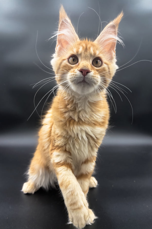 Stasia | Maine Coon Kitten
