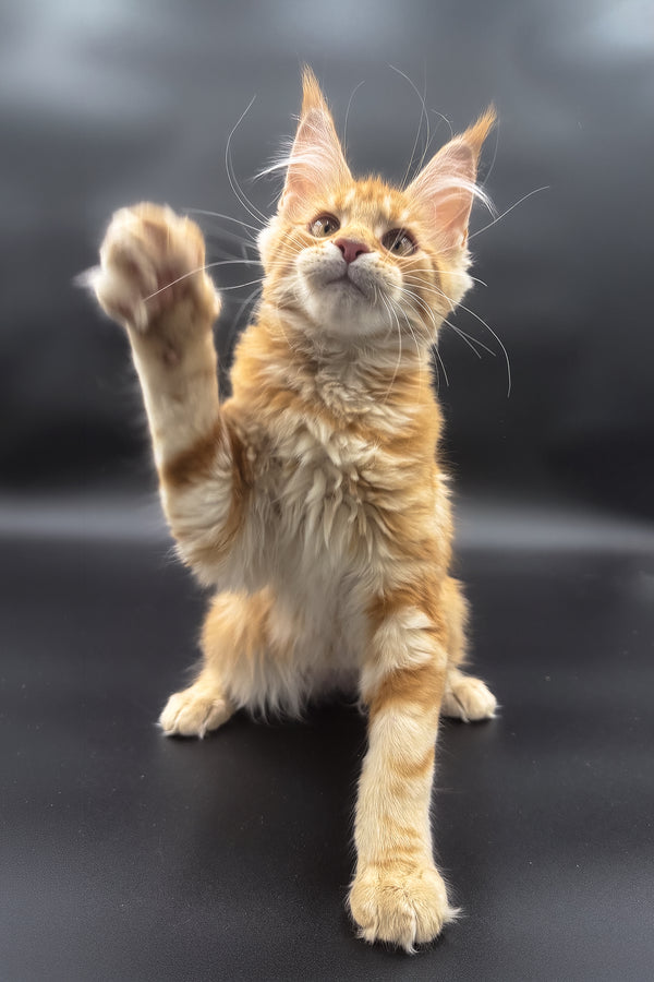 Stasia | Maine Coon Kitten