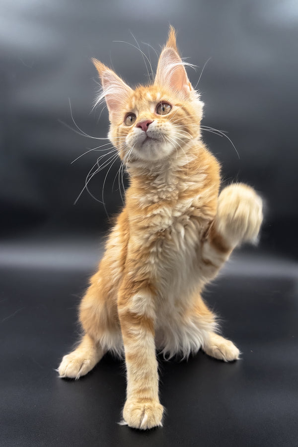 Stasia | Maine Coon Kitten