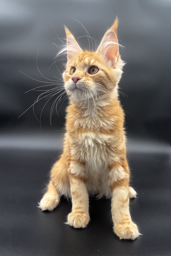 Stasia | Maine Coon Kitten