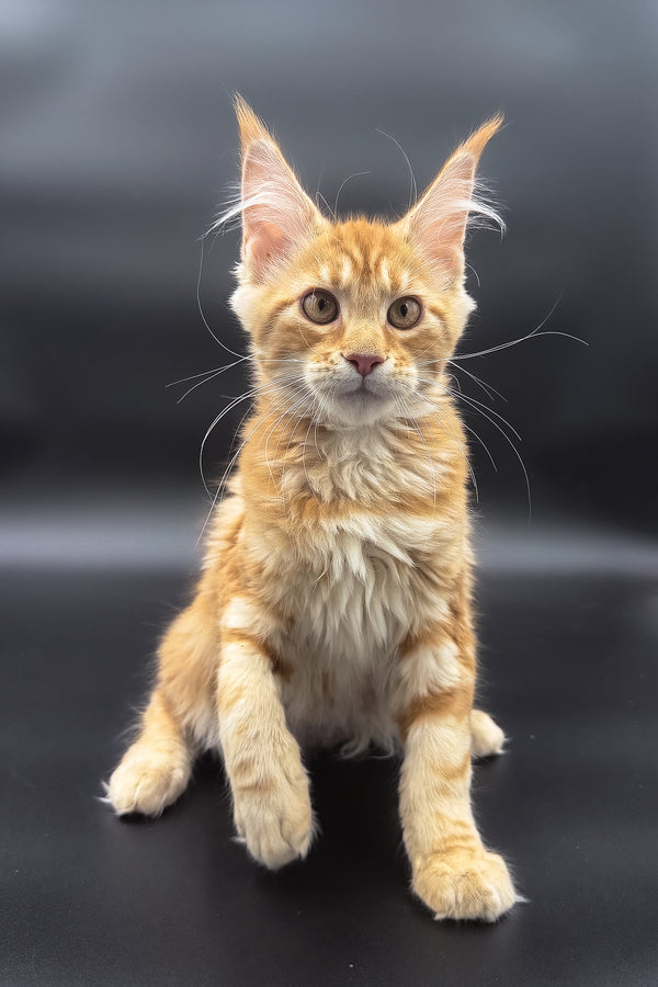 Stasia | Maine Coon Kitten