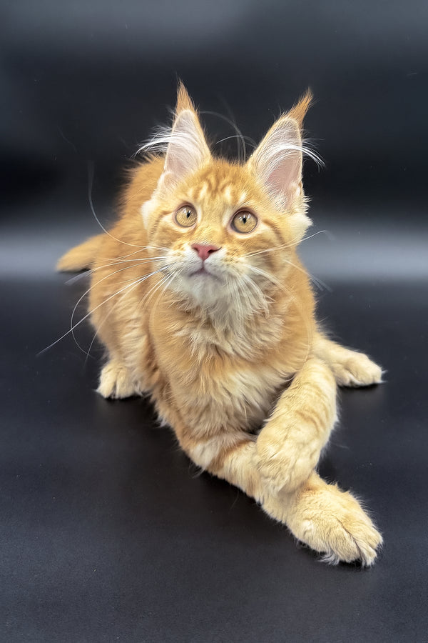 Stasia | Maine Coon Kitten