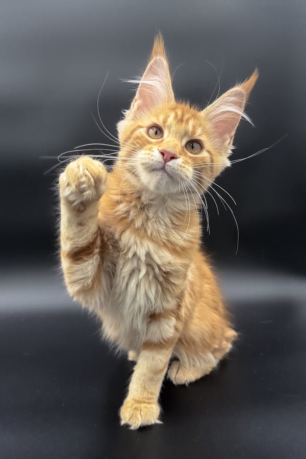 Stasia | Maine Coon Kitten