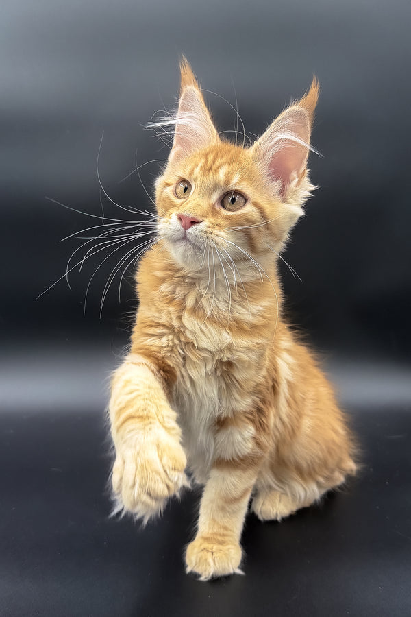 Stasia | Maine Coon Kitten