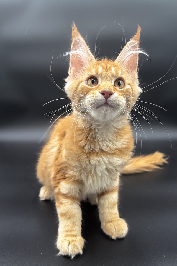 Stasia | Maine Coon Kitten