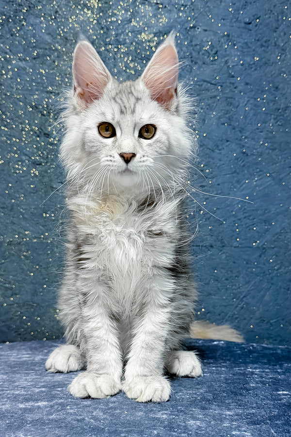 Stefanya | Maine Coon Kitten