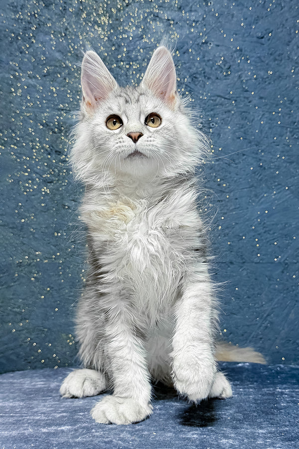 Stefanya | Maine Coon Kitten