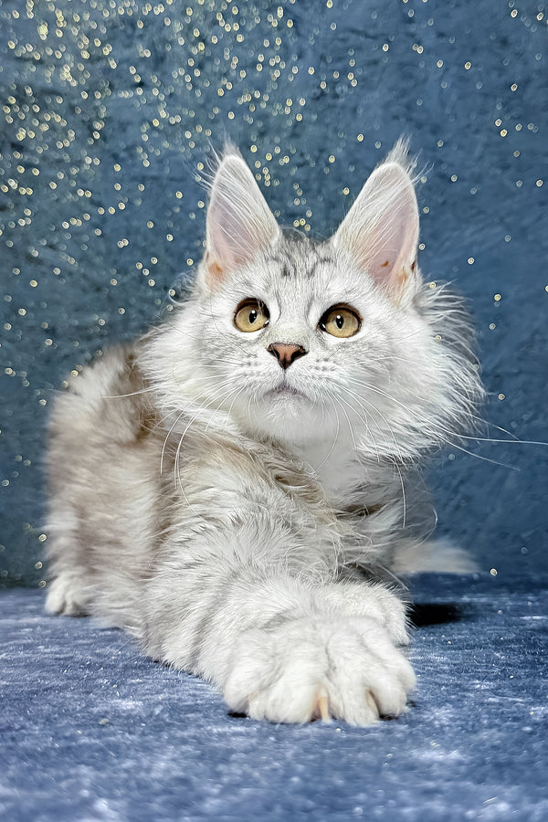 Stefanya | Maine Coon Kitten
