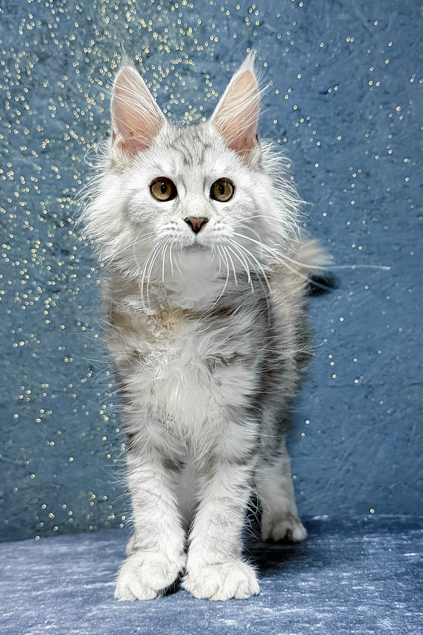Stefanya | Maine Coon Kitten