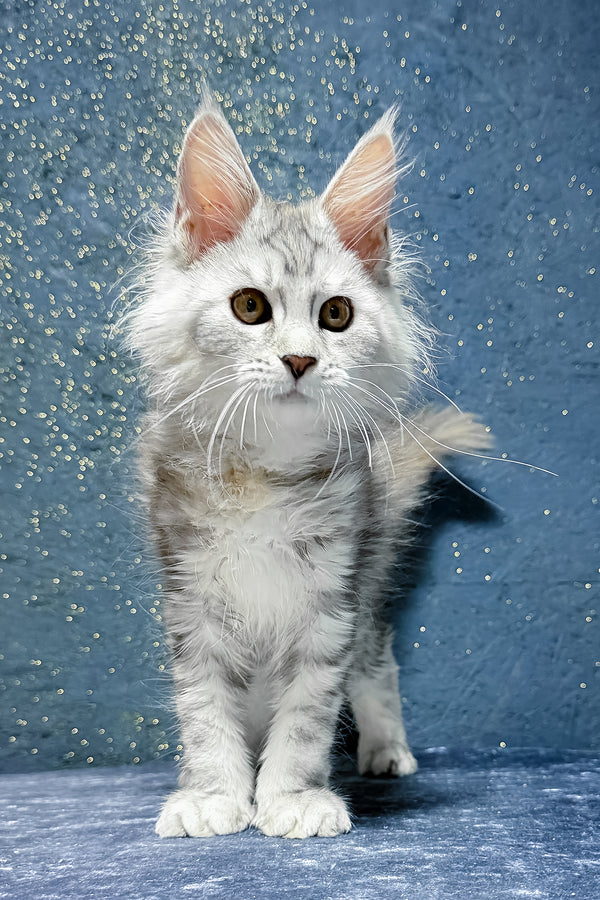 Stefanya | Maine Coon Kitten