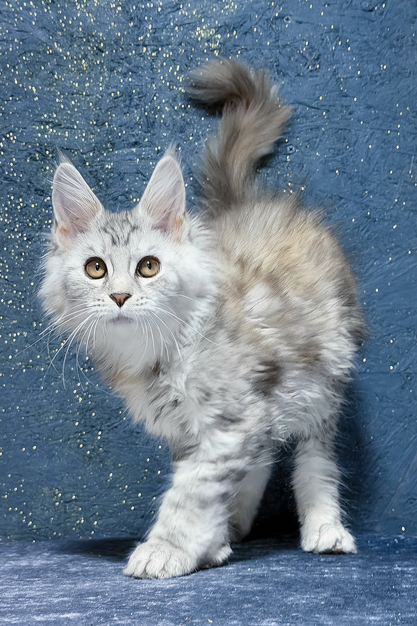Stefanya | Maine Coon Kitten