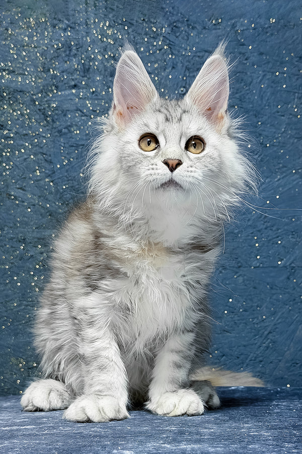 Stefanya | Maine Coon Kitten