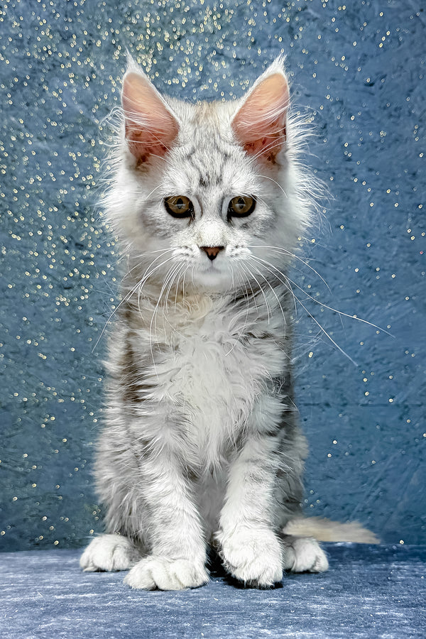 Stefanya | Maine Coon Kitten