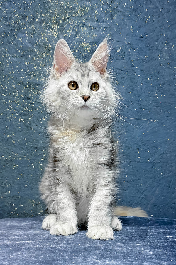 Stefanya | Maine Coon Kitten