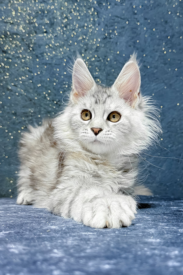 Stefanya | Maine Coon Kitten