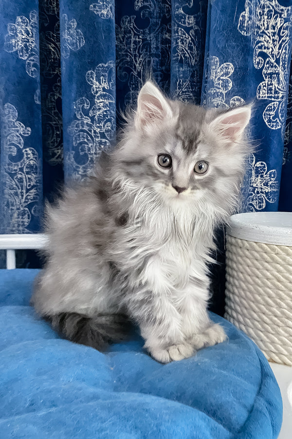 Sugar | Maine Coon Kitten