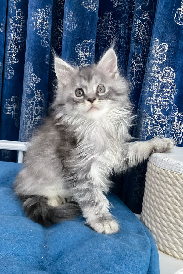 Sugar | Maine Coon Kitten