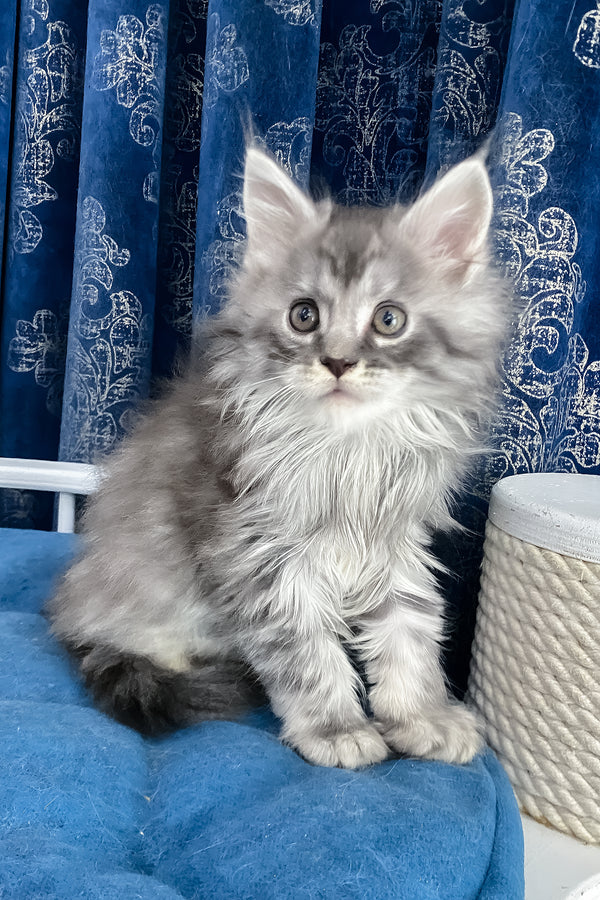 Sugar | Maine Coon Kitten