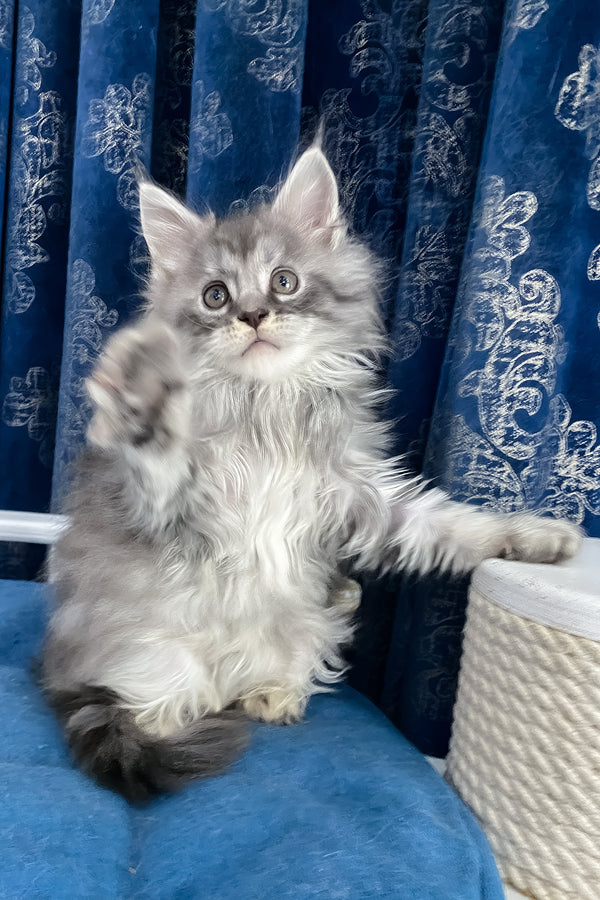 Sugar | Maine Coon Kitten