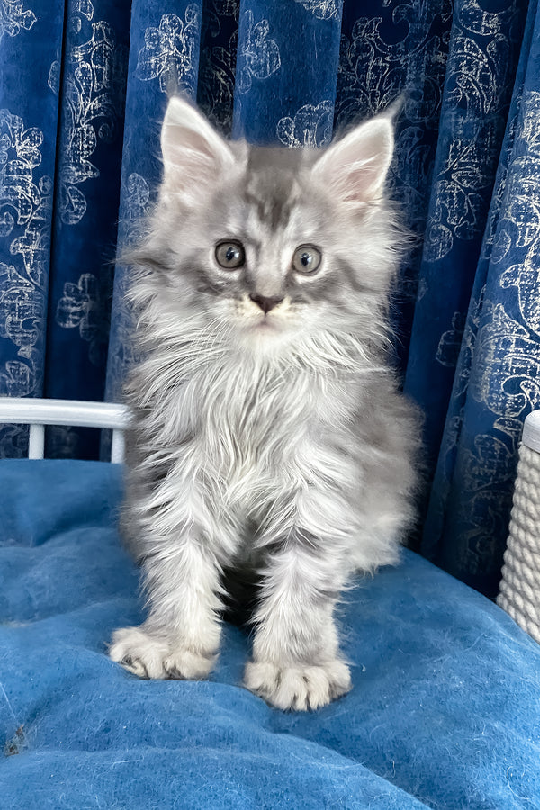 Sugar | Maine Coon Kitten
