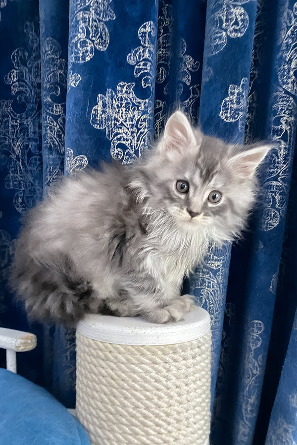 Sugar | Maine Coon Kitten