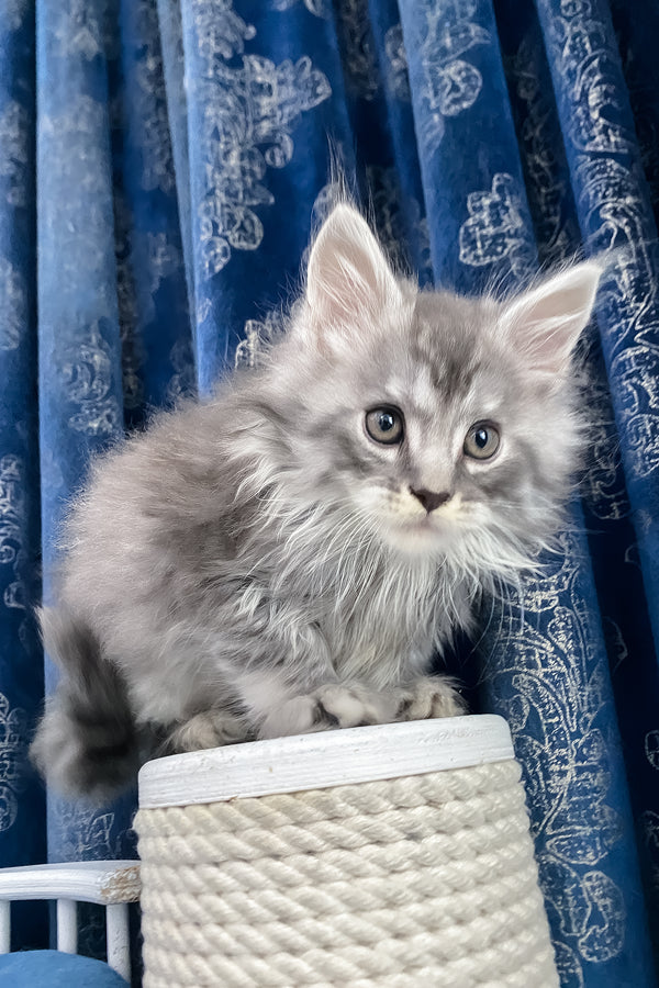 Sugar | Maine Coon Kitten