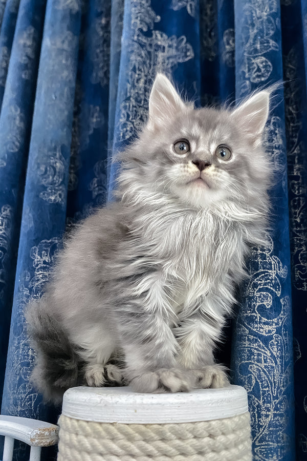 Sugar | Maine Coon Kitten