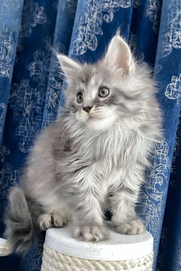 Sugar | Maine Coon Kitten