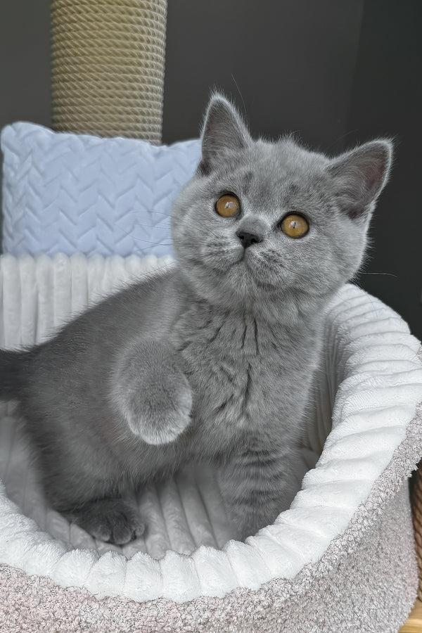 Trevor | Scottish Straight Kitten