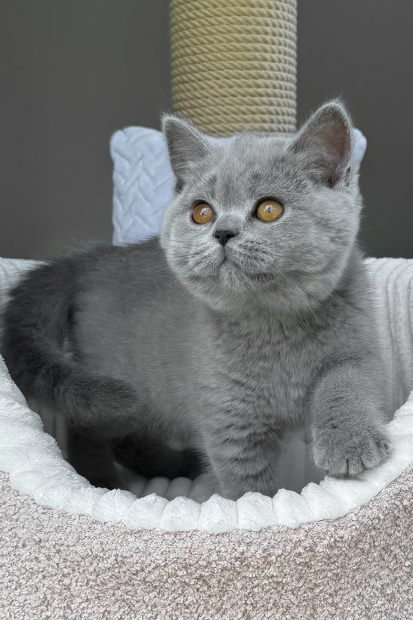 Trevor | Scottish Straight Kitten