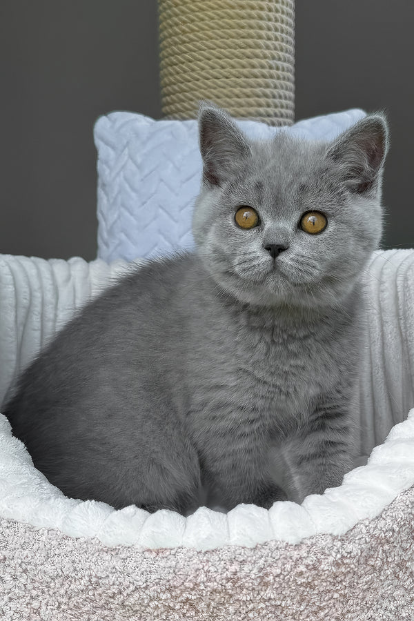 Trevor | Scottish Straight Kitten