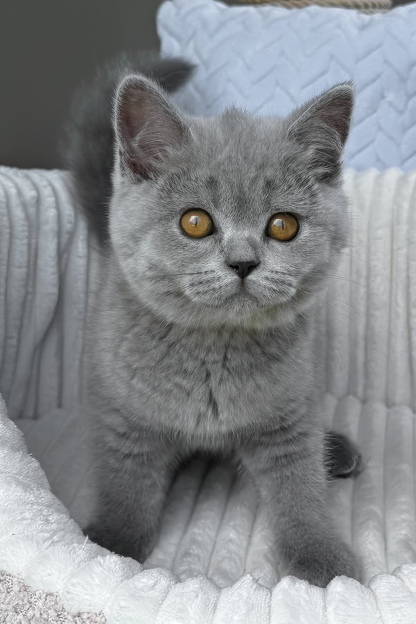 Trevor | Scottish Straight Kitten