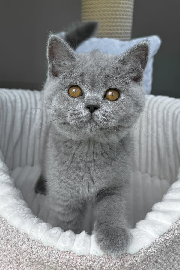 Trevor | Scottish Straight Kitten