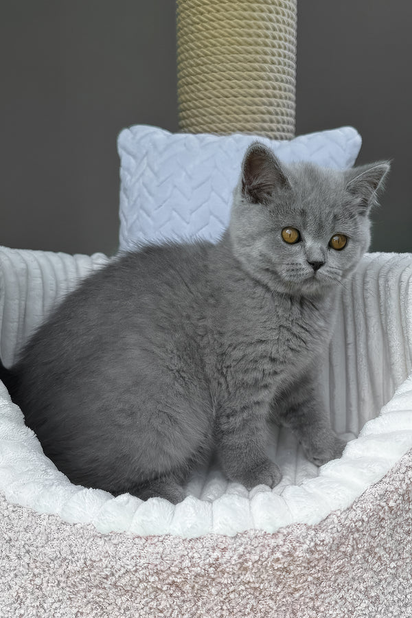 Trevor | Scottish Straight Kitten