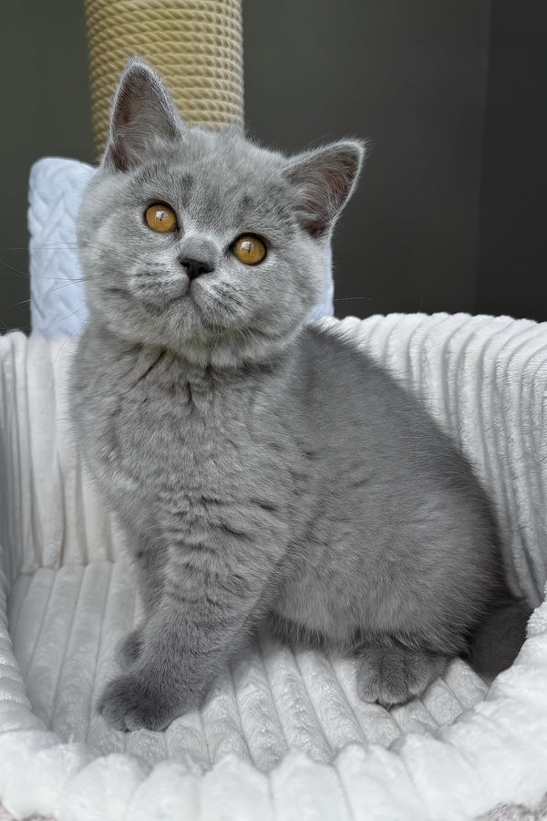Trevor | Scottish Straight Kitten