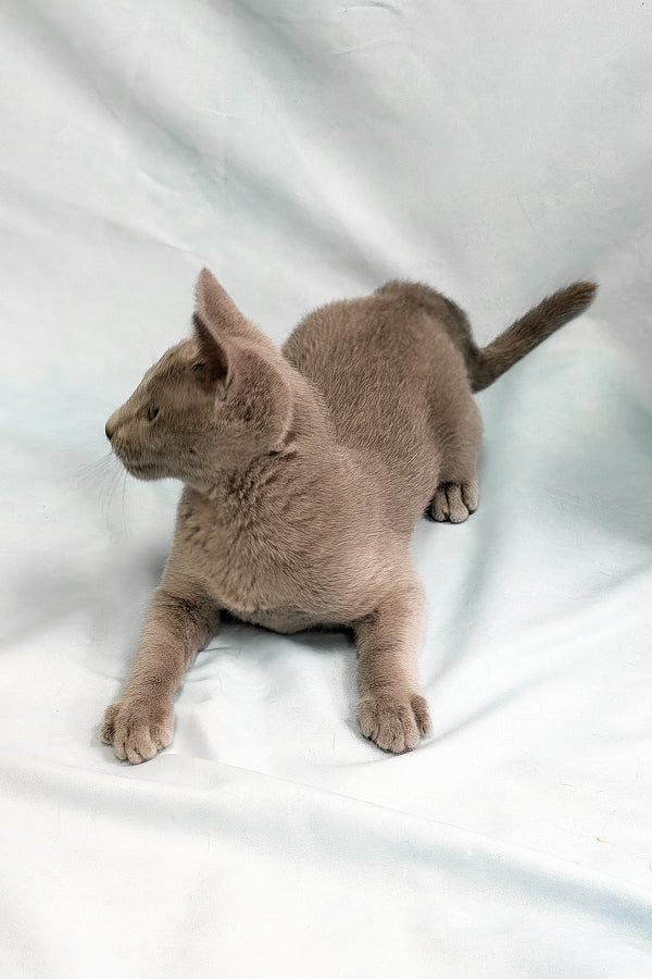Tarona | Russian Blue Kitten
