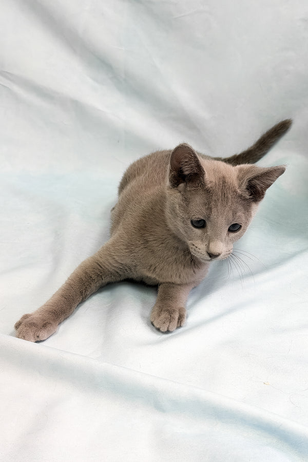 Tarona | Russian Blue Kitten