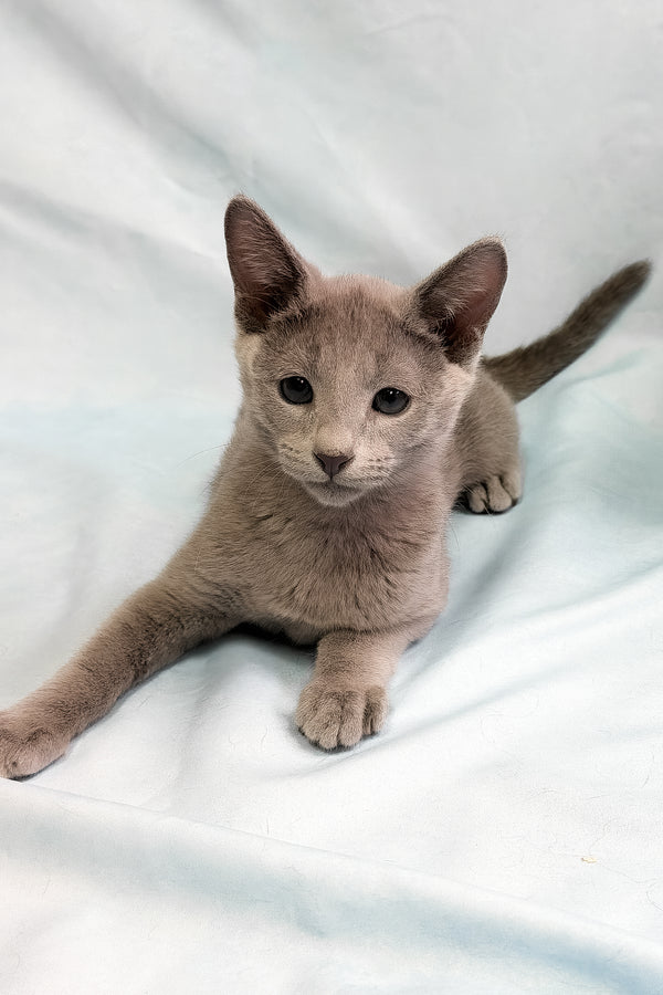 Tarona | Russian Blue Kitten