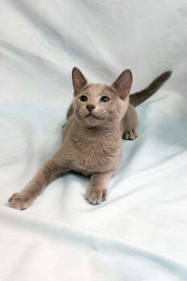 Tarona | Russian Blue Kitten