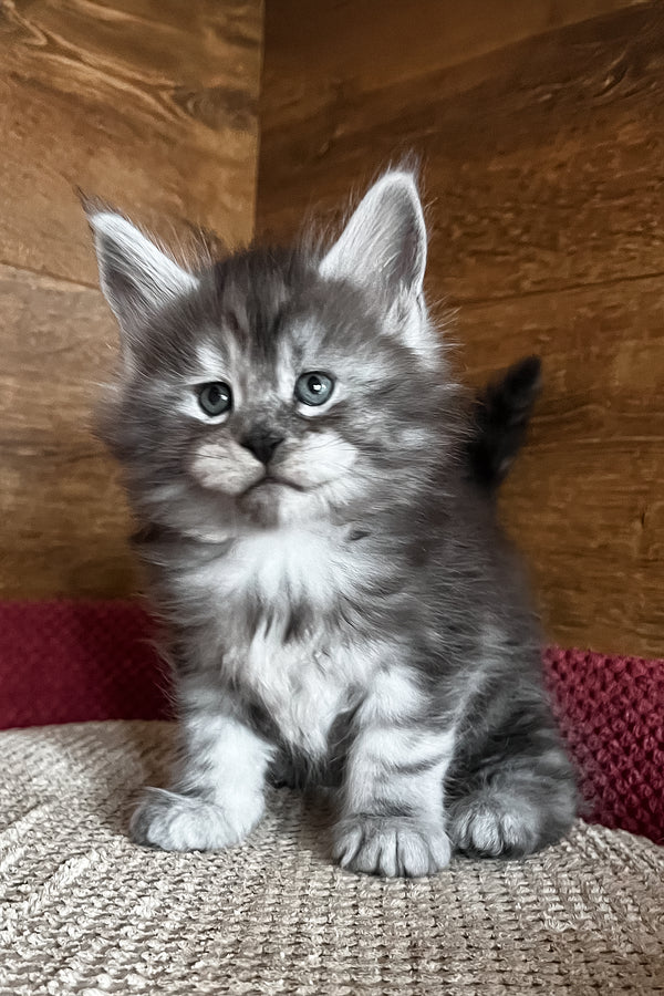 Thomas | Maine Coon Kitten