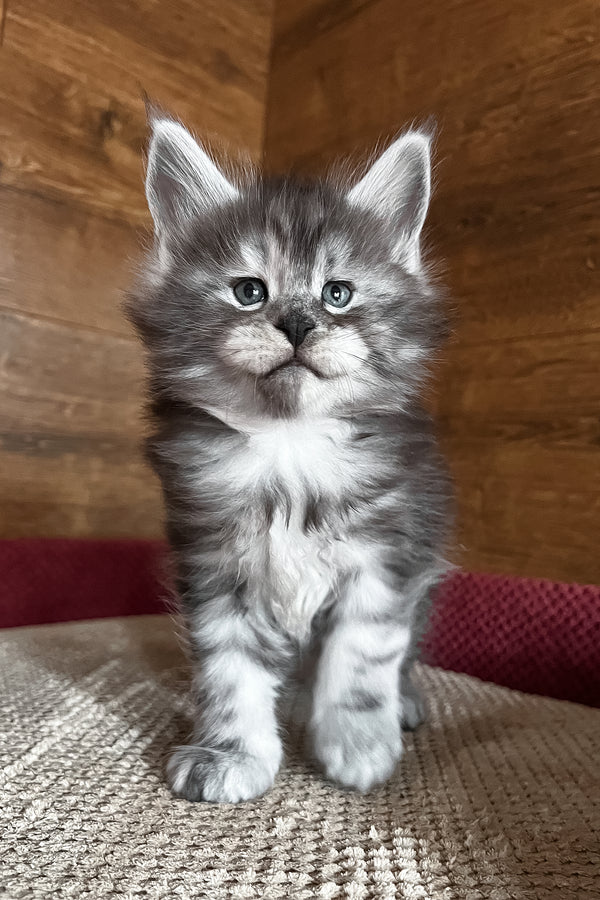 Thomas | Maine Coon Kitten