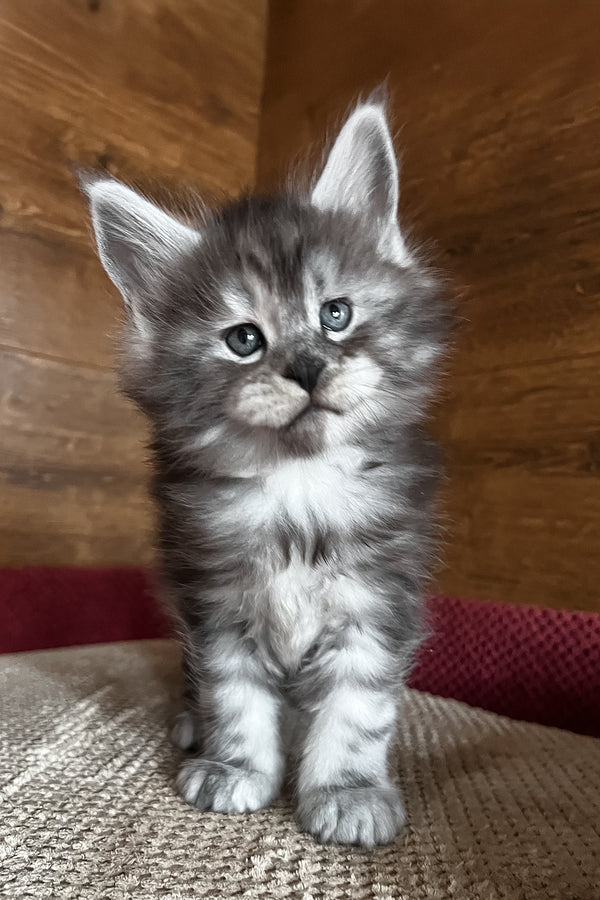 Thomas | Maine Coon Kitten