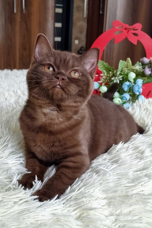 Tina | British Shorthair Kitten