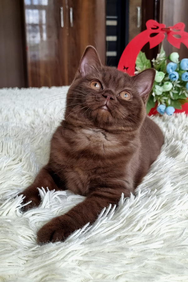 Tina | British Shorthair Kitten