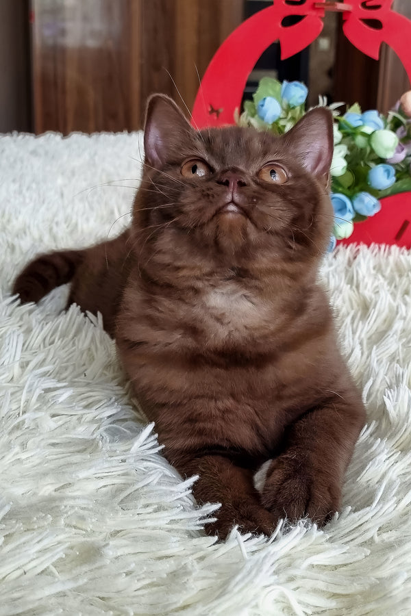 Tina | British Shorthair Kitten