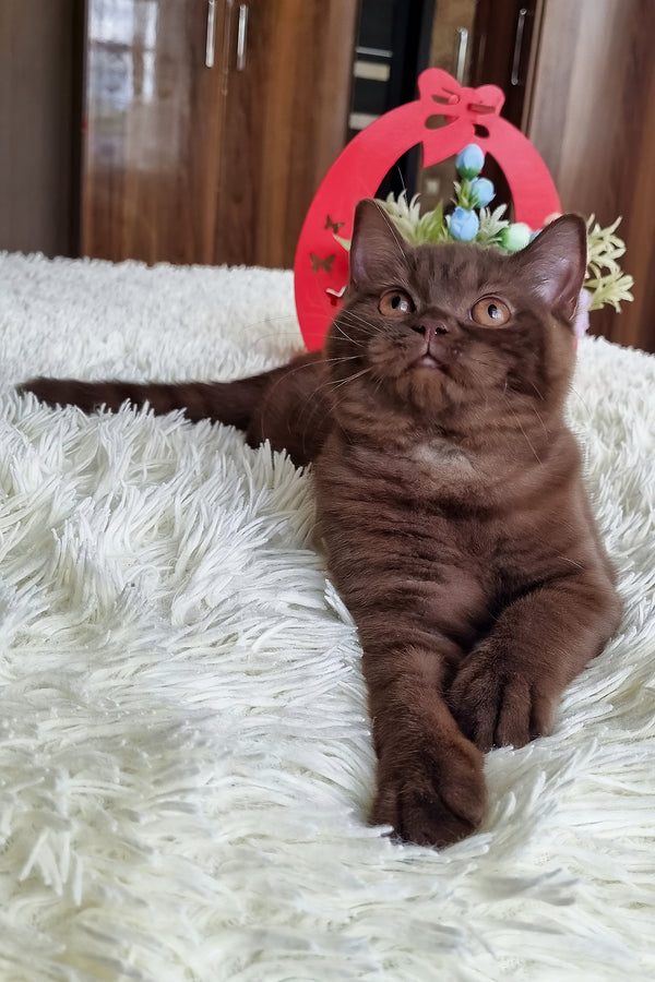 Tina | British Shorthair Kitten