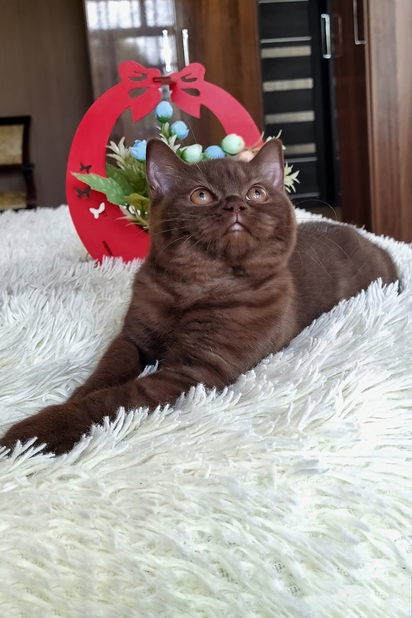 Tina | British Shorthair Kitten